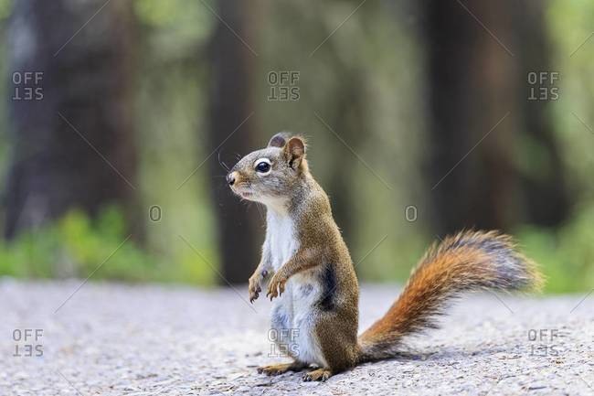 Canada, Alberta, Rocky Mountains, Jasper National Park, Banff Nationalpark, ff Nationalpark,  Icefields Parkway, American red squirrel (Tamiasciurus hudsonicus) standing on a road