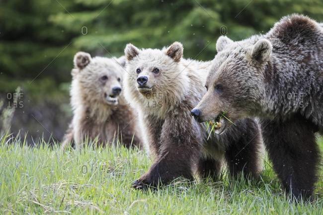 Canada, Alberta, Jasper and Banff National Park, Grizzly bears, mother with young animals