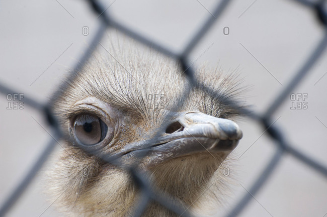 Curious ostrich looking behind a wire fence