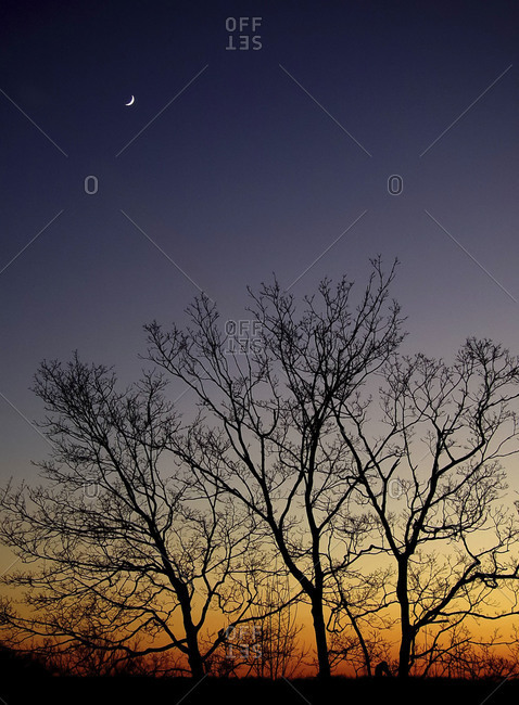 Moon on purple sky with silhouettes of trees
