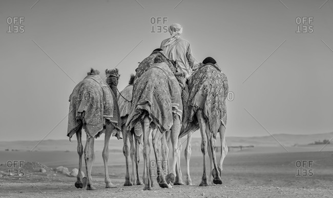 End of a camel caravan
