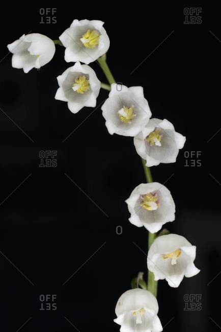 Lily of the valley flowers on black background, studio shot