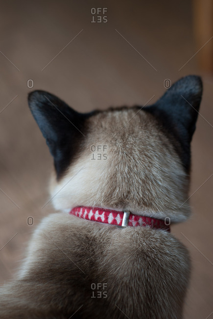 Rear view of Siamese cat