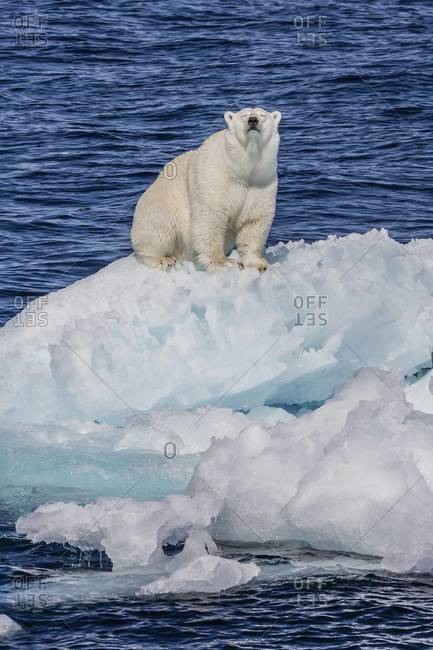 Adult polar bear (Ursus maritimus) on small ice floe, Cumberland Peninsula, Baffin Island, Nunavut, Canada