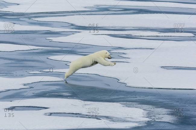 A mother polar bear (Ursus maritimus) leaping between floes in Lancaster Sound, Nunavut, Canada