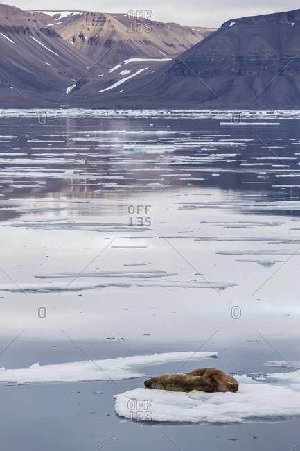 Adult walrus (Odobenus rosmarus) on ice floe in Maxwell Bay, Devon Island, Nunavut, Canada