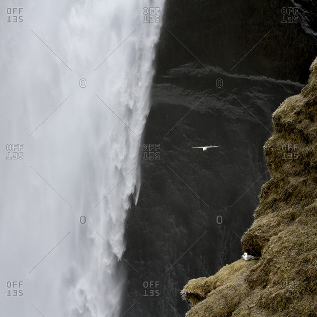 Seagull flies past Skogafoss waterfall