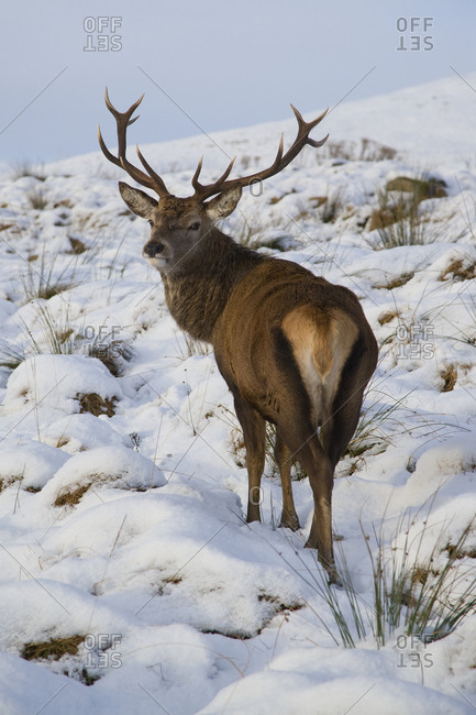 Wild deer at Rannoch Moor, Scotland