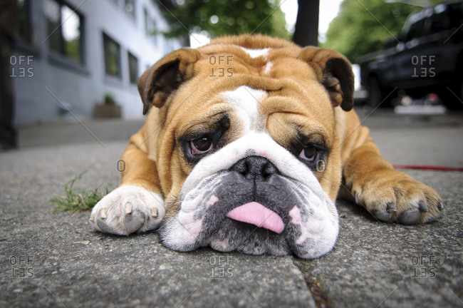 A very tired English bulldog
