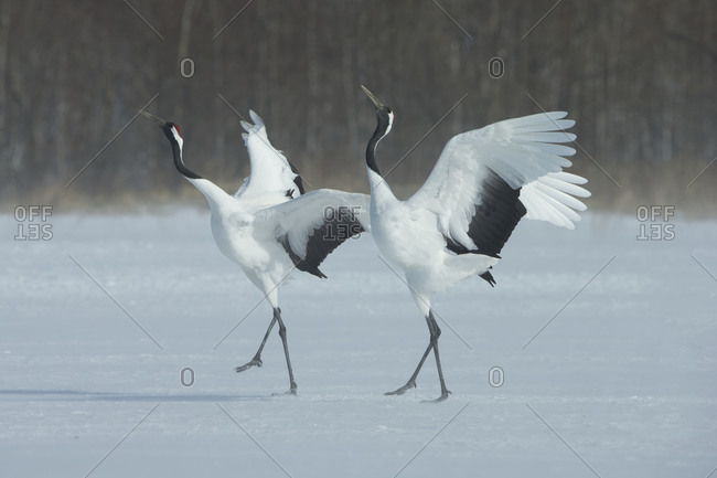 Pair of Red-crowned Cranes perform a mating dance on snowy field