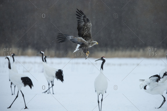White-tailed eagle flying over red-crowned cranes with its prey