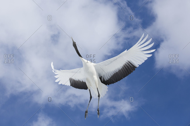 Red-crowned crane in flight