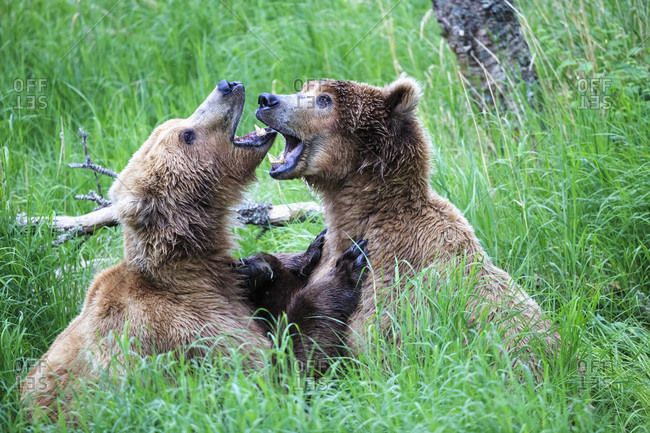 Playing Brown bears (Ursus arctos), young animals