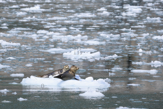 Two harbor seals (Phoca vitulina) lying on an ice floe