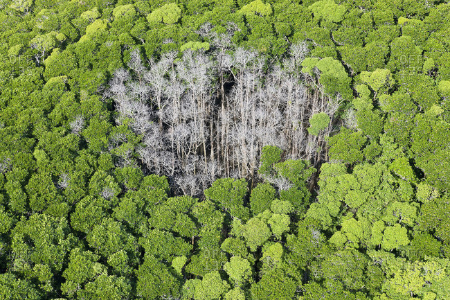 Rain forest with trees hit by lightning strike, Daintree National Park, Australia
