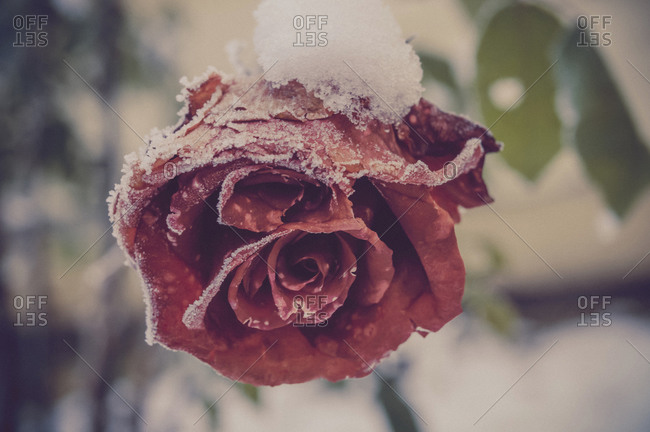 Snow covered blossom of red rose, close-up