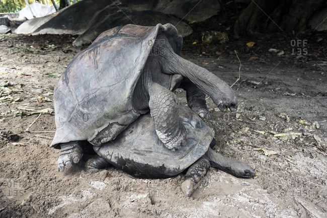 Seychelles giant tortoises (Dipsochelys hololissa) mating