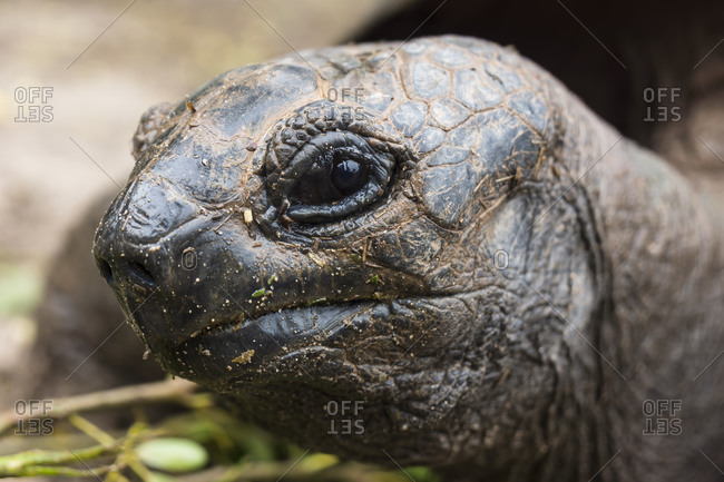 Seychelles giant tortoise (Dipsochelys hololissa), head