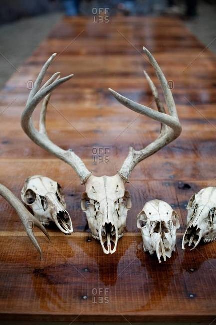 Animal skulls on a wooden table