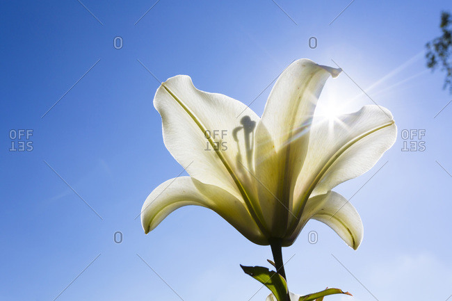Close-up of Yellow Lily backlit with sun against blue sky, North Rhine-Westphalia, Germany