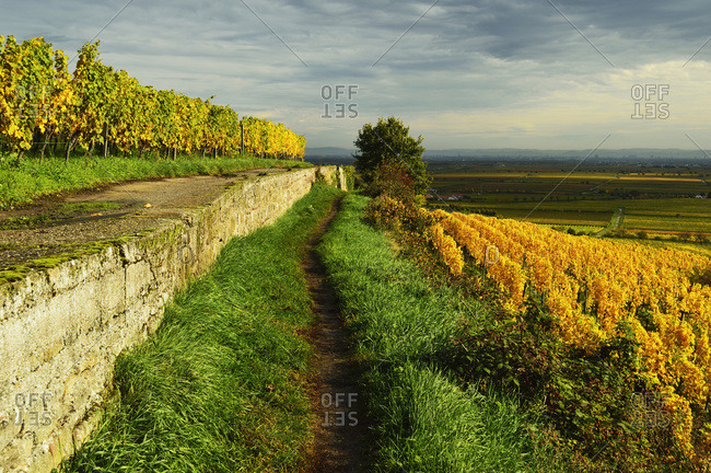 Vineyard landscape, near Bad Duerkheim, German Wine Route, Rhineland-Palatinate, Germany