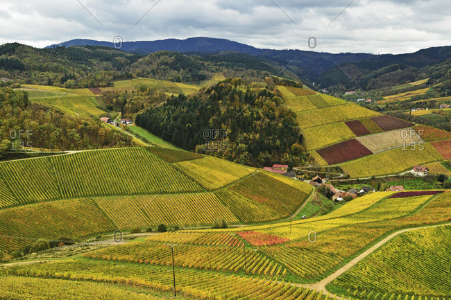 Vineyard Landscape with Black Forest in the distance, Ortenau, Baden Wine Route, Baden-Wurttemberg, Germany