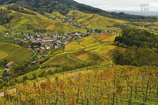 Vineyard Landscape and Durbach Village, Ortenau, Baden Wine Route, Baden-Wurttemberg, Germany