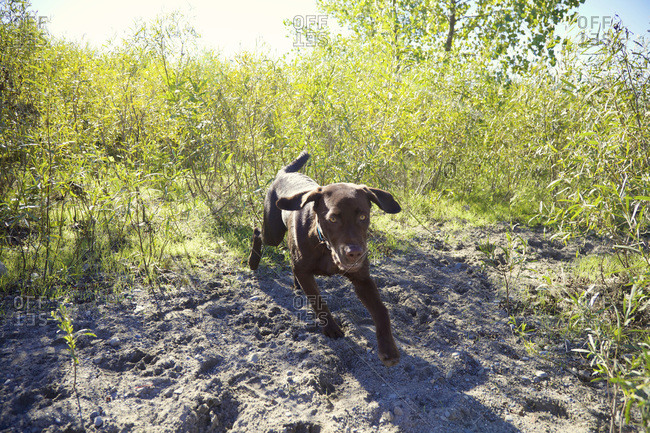 Chocolate lab puppy running on sand at Cherry Beach, Toronto, Ontario, Canada