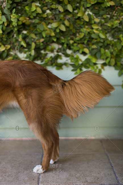 Dog tail and hind legs against a blue wall and vine