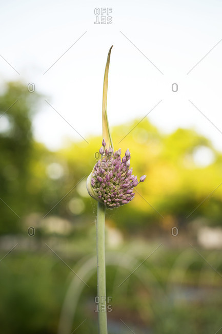Purple flowers of an onion plant