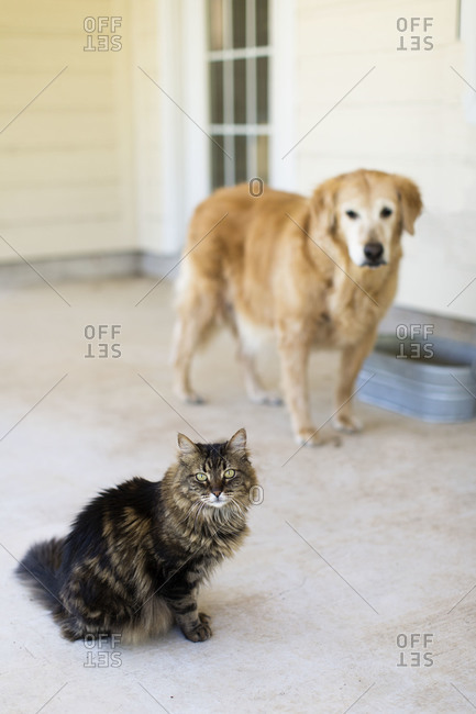 Maine coon cat and golden retriever dog standing on a porch outside