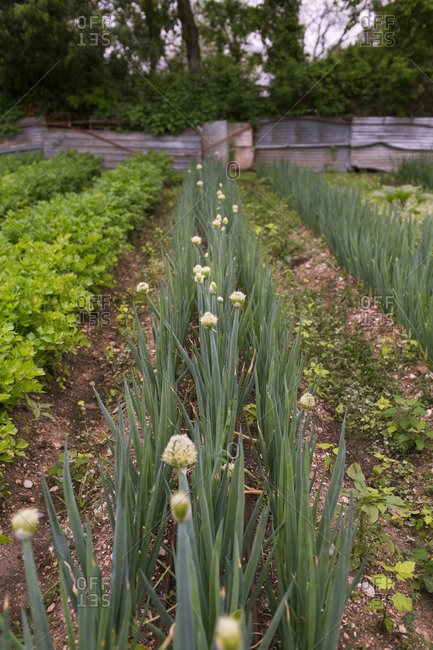 Row of onion plants on a farm