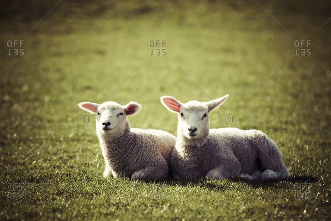 Germany, two lambs lying side by side on pasture