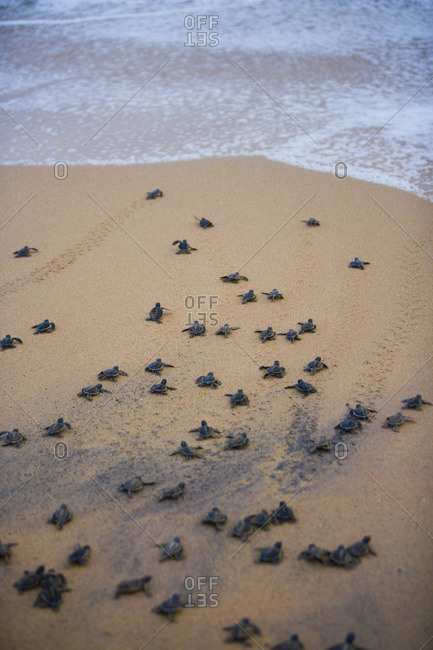 Newly hatched turtles head to the water on a beach in Sri Lanka