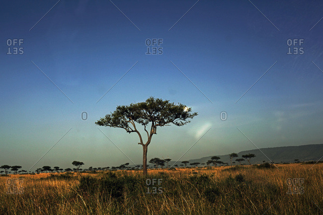 Trees at the African savanna