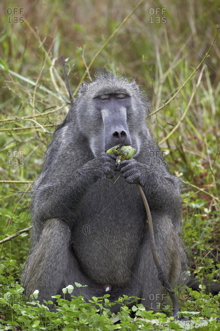 Adult male Chacma Baboon (Papio ursinus) eating a water lily tuber, Kruger National Park, South Africa, Africa