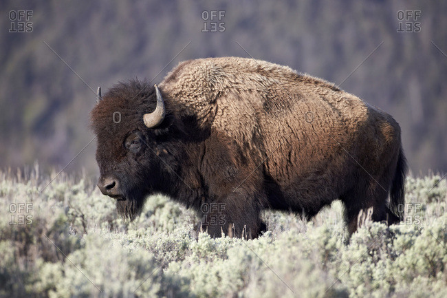 Bison (Bison) bull, Yellowstone National Park, Wyoming, United States of America, North America