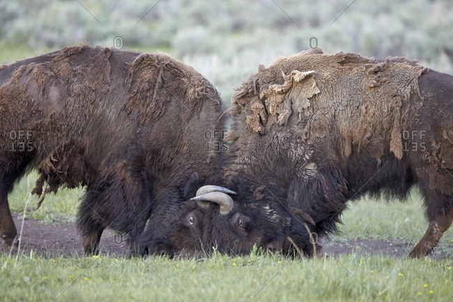 Two Bison (Bison) bulls sparring, Yellowstone National Park, Wyoming, United States of America, North America