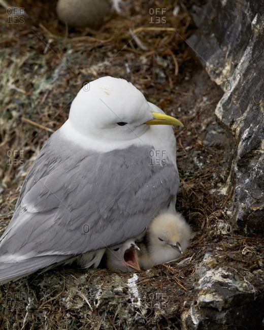 Black-Legged Kittiwake (Rissa tridactyla) adult and two chicks on the nest, Iceland, Polar Regions