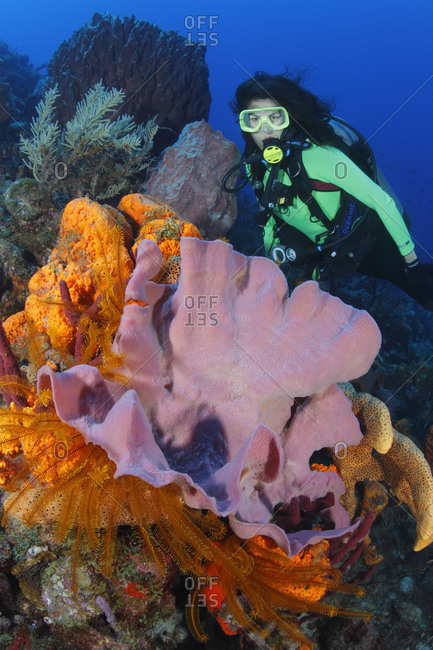 Scuba diver  explores the coral reef, looking at Pink Vase Sponge, Orange Elephant Ear Sponge, Brown Tube Sponge, Erect Rope Sponge (Amphimedon compressa), and Golden Crinoids (Davidaster rubiginosa)