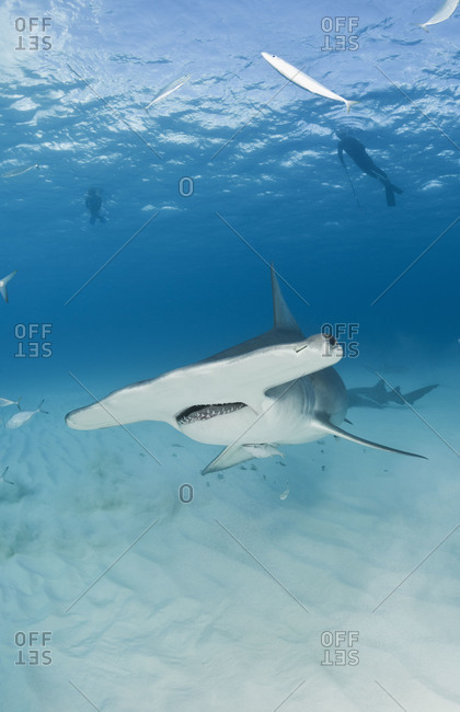 Great Hammerhead Shark (Sphyrna mokarran). The broad head, called a cephalofoil, is thought to help provide lift, similar to an airplane wing. It is also allows the electroreceptive sensory organs to be positioned over a large, wide area, contributing to 