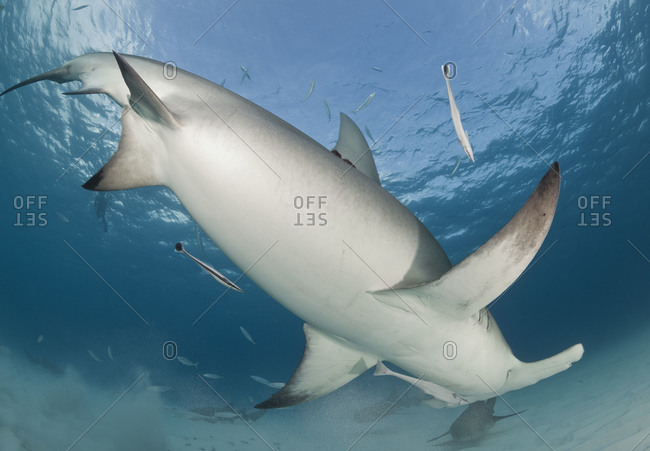 Great Hammerhead Shark (Sphyrna mokarran). This 3 meter long female has an algae covered casey tag (also called the National Marine Fisheries Service \'M tag\') at the base of the dorsal fin, previously attached by scientists from the Bimini Biological Fiel
