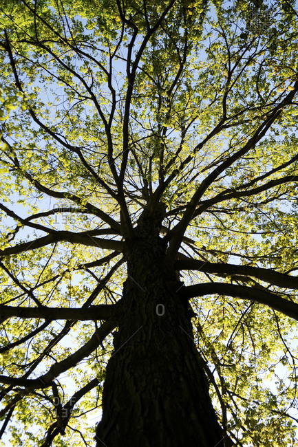 Upwards shot of a tree during the Spring season