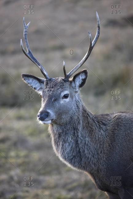 Red deer stag, Rannoch Moor, near Fort William, Highland, Scotland, United Kingdom, Europe