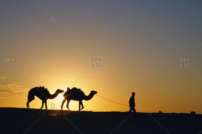 Camels and guide, Zaafrane, Tunisia, North Africa
