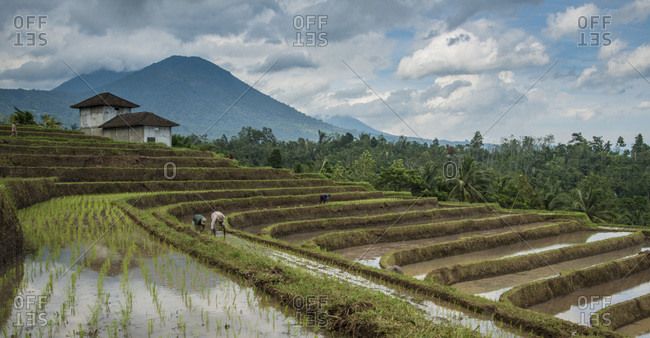 People working in the terraced rice fields below a mountain in Bali, Indonesia