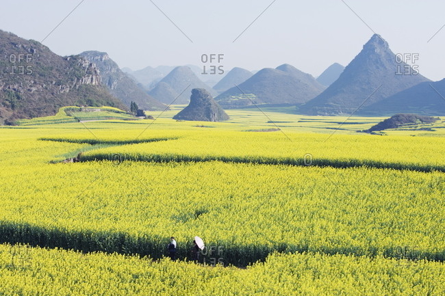 A couple walking through fields of rapeseed flowers in bloom in Luoping, Yunnan Province, China, Asia