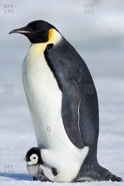 Emperor penguin (Aptenodytes forsteri), chick and adult, Snow Hill Island, Weddell Sea, Antarctica, Polar Regions