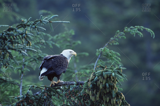 Bald eagle (Haliaeetus leucocephalus), Cordova, Alaska, United States of America, North America