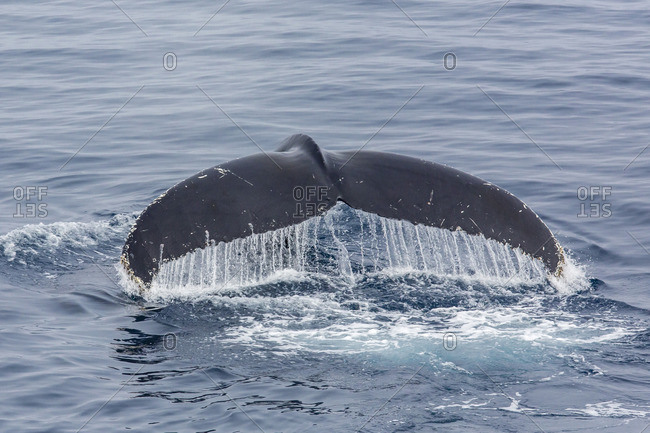 Adult humpback whale (Megaptera novaeangliae), Sorkapp, Svalbard Archipelago, Norway, Scandinavia, Europe